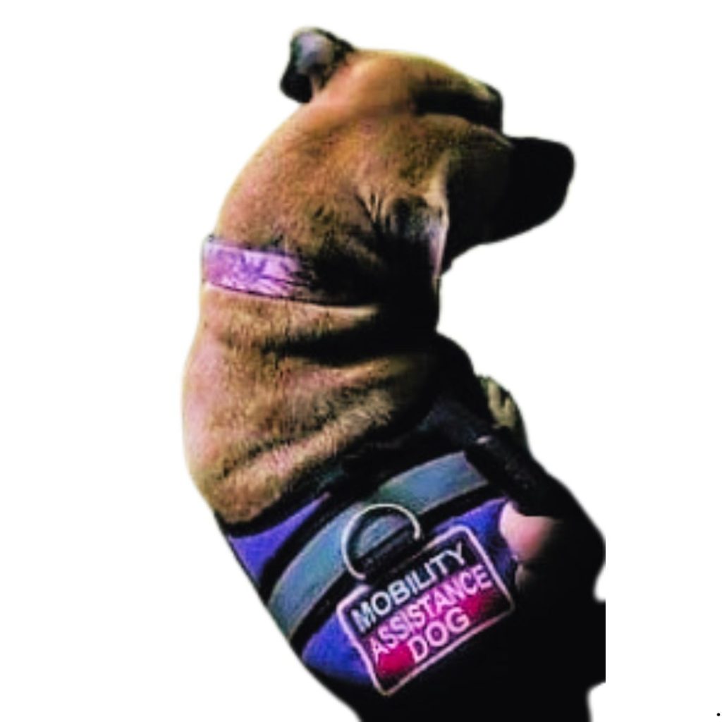 Mobility service dog whose support helps Susan Shining-Star live independently